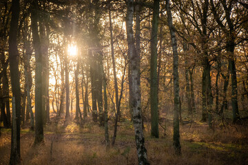 The photograph depicts a serene morning in a birch forest, with the sun's rays filtering softly...
