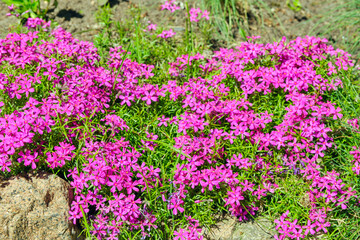 Phlox subulata is an ornamental variety that has excellent ground cover qualities. An overgrown plant can literally cover, like a carpet, all the space provided to it with its bright greenery.