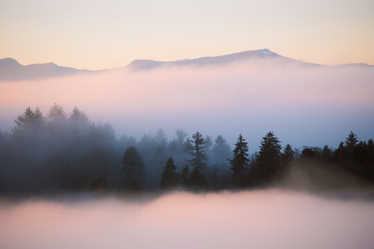 Abendstimmung mit Bergen und Tannenwald umgeben von Nebel