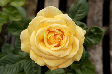 Yellow Rose