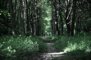 Footpath in a dense forest