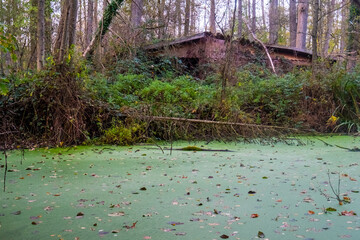 An abandoned cabin stands in a dense forest, surrounded by overgrown foliage and an algae-covered...