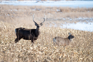 北海道の草原で力強く生きるエゾシカ