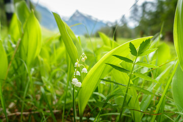 Maiglöckchen versteckt im Gras mit Berggipfel im Hintergrund