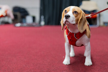  young beagle dog standing on the floor