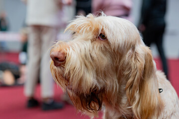  Portrait of a dog on the background of the people in the exhibition