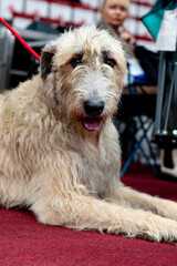 irish wolfhound