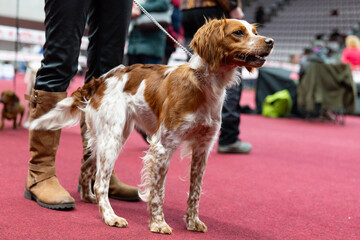 Epagneul breton, DOG
