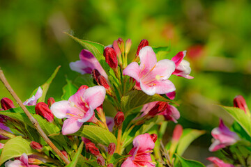 Beautiful ribbons blooming in the fields in spring