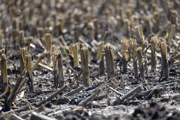 A closeup examination of the remains in a harvested cornfield, showcasing rural life and...