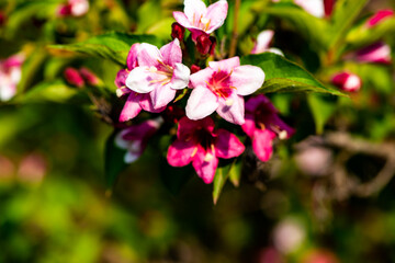Beautiful ribbons blooming in the fields in spring