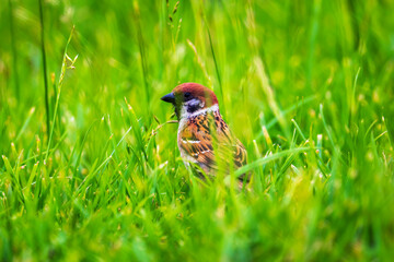 sparrow on the grass. a sparrow foraging in the grass