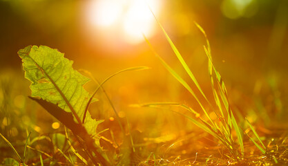 closeup forest glade grass in light of sparkle sun