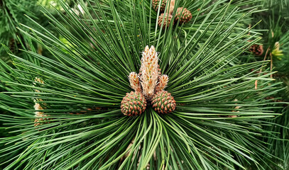 pine cones are on a pine tree, with one pine cone on it.