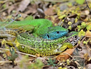 Östliche Smaragdeidechse (Lacerta viridis) Weibchen und Männchen