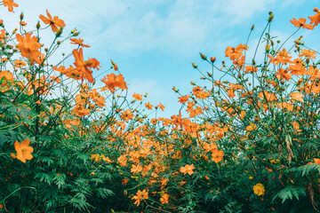 あけぼの山農業公園のキバナコスモス畑と空