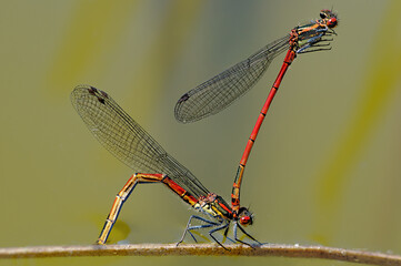 Frühe Adonislibelle/Pyrrhosoma nymphula