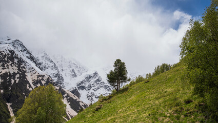 Green wooded mountains and around high mountains in the snow and a beautiful sky on a summer day. Georgia.