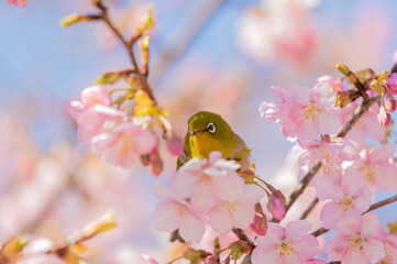 河津桜とメジロ