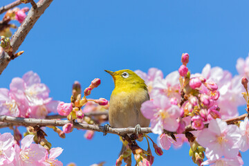 河津桜とメジロ
