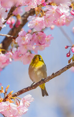 河津桜とメジロ