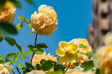 Fototapete bei efototapeten.de bestellen   