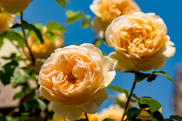 The blurry pink roses in the background are blooming in the garden. Nature