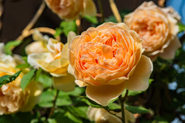 Fototapete bei efototapeten.de bestellen   