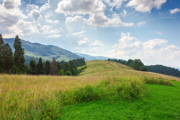 Fototapeta premium countryside scenery with meadow in mountains. trees on the grassy hill in evening light. rural area of transcarpathia ukraine