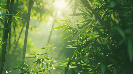 Morning Light Softly Illuminating a Dense Bamboo Forest  