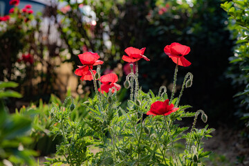 Blooming red flower - field poppy (Papaver rhoeas L.) in a spring meadow