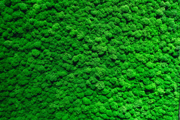 The background is made of live green moss. Eco-friendly wall decoration with plants.
