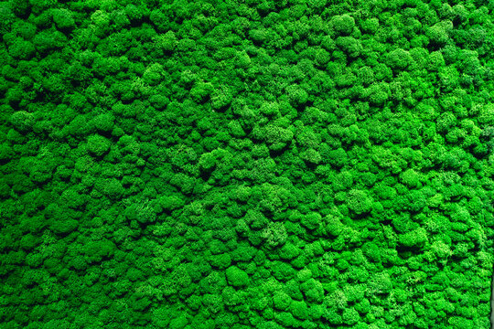 The background is made of live green moss. Eco-friendly wall decoration with plants.