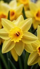 Obraz premium Spring Radiance Close-up Background of Yellow Daffodil Flowers