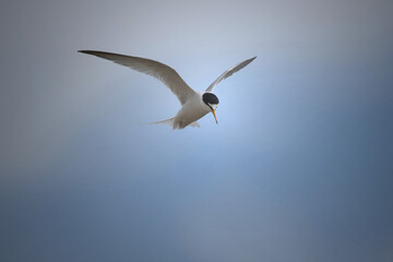 A little tern against a blue sky