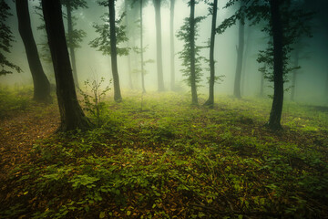 green nature landscape, misty forest in the morning