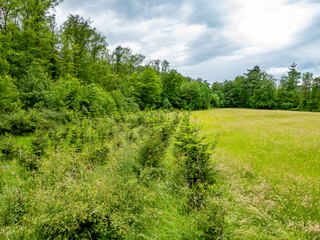 Wiederaufforstung im Mischwald