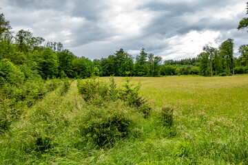 Wiederaufforstung im Mischwald