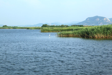 View of the lake with the green grasses and the white heron