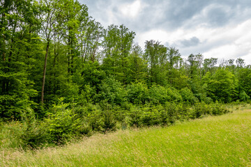 Wiederaufforstung im Mischwald