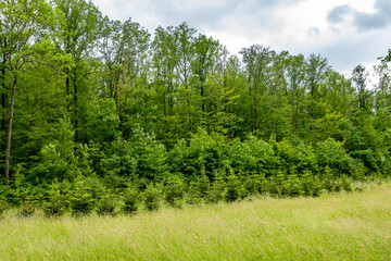 Wiederaufforstung im Mischwald