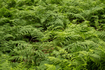 a large amount of ferns in the undergrowth