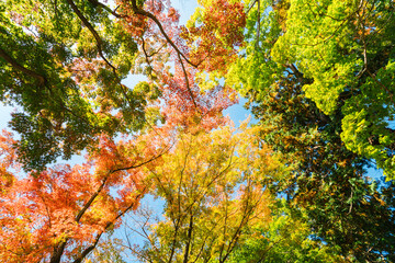 空と色とりどりのカラフルな紅葉
