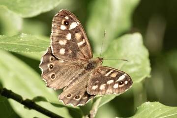 butterfly basks on green leaves