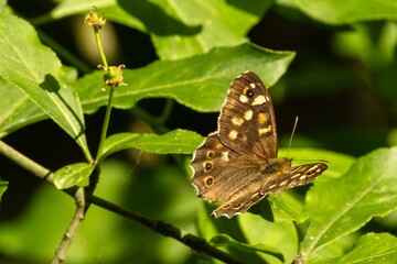 butterfly basks on green leaves