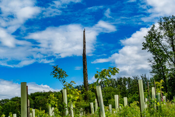 Wiederaufforstung im Mischwald