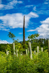 Wiederaufforstung im Mischwald