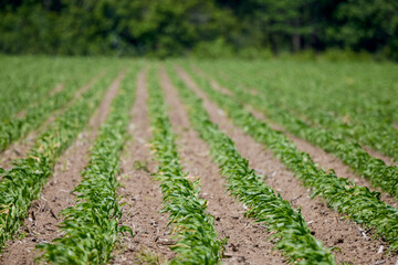 an agricultural field with a young corn crop