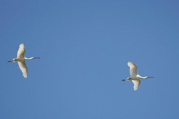 (Platalea leucorodia) in flight in the blue sky.