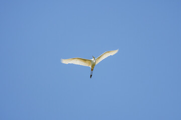 (Ardea alba), in flight in the blue sky.